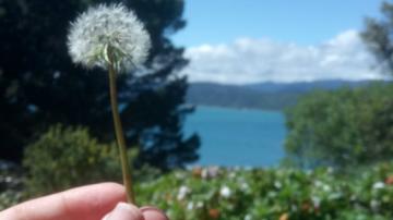 Dandelion held out over water