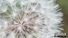 Dandelion zoomed in