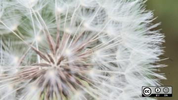 Dandelion zoomed in