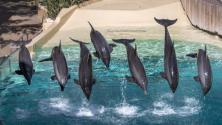 Seven dolphins jumping into a small body of water