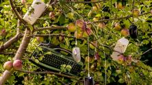 Computer hardware hanging from an apple tree