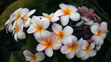 Plumeria by Bernard Spragg