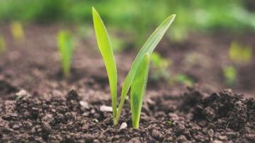 Green sprout grass in dirt soil