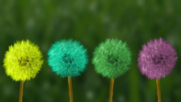 multi-colored dandelions 