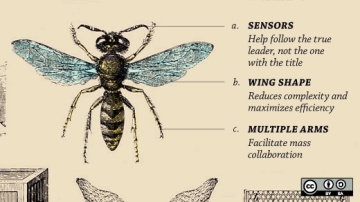 A diagram of a bug.