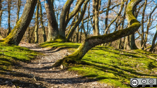 A path through nature