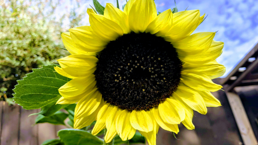 sunflower in bloom