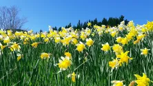 Daffodils in a field