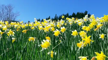 Daffodils in a field